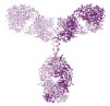 Antibody-Violet